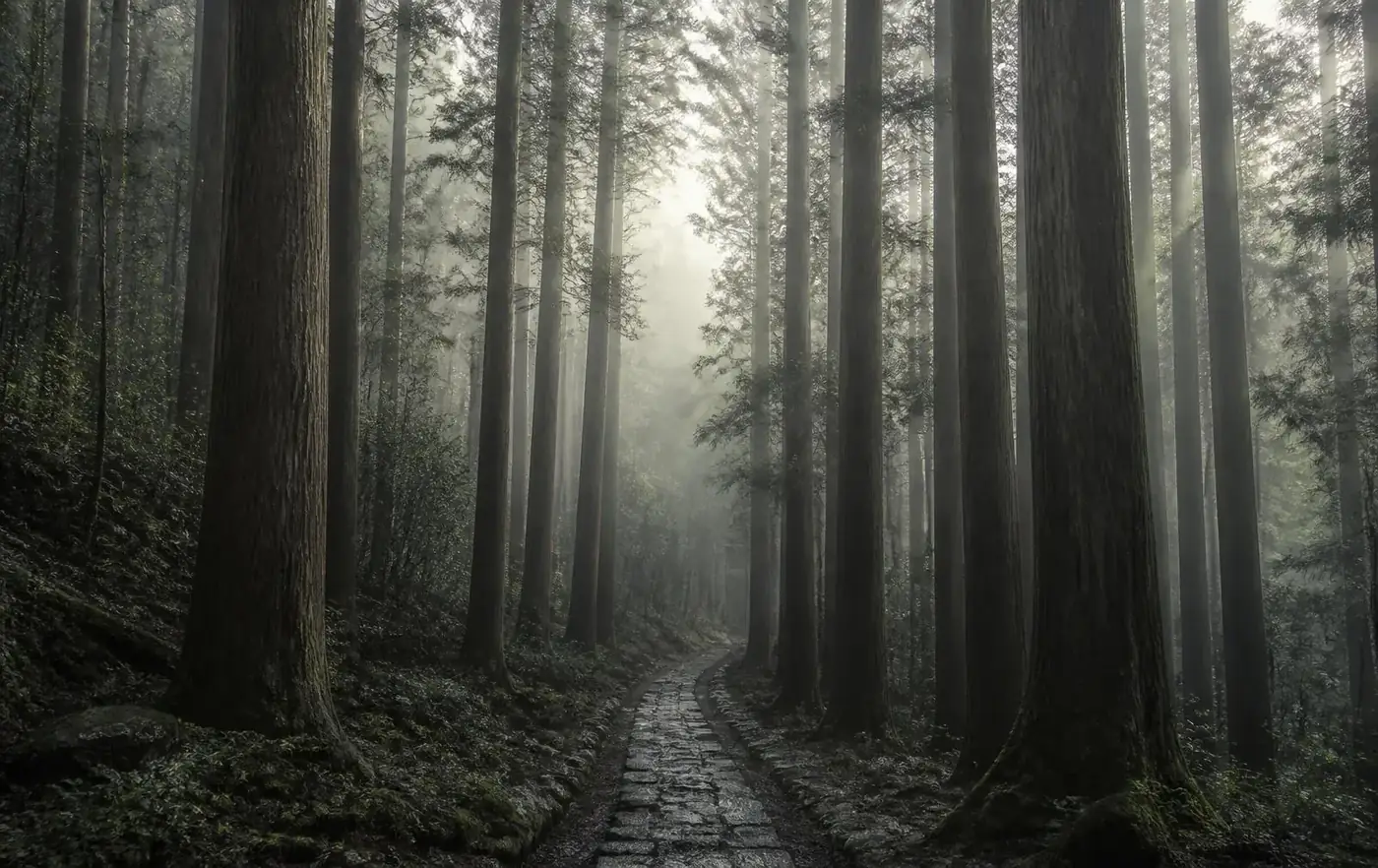 Caminho de pedras em uma floresta de cedros com neblina